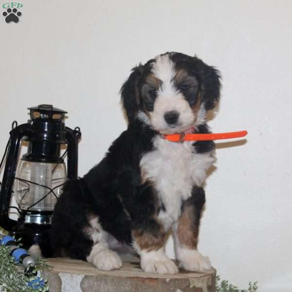 Tulip, Bernedoodle Puppy